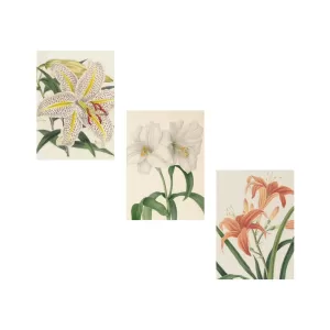 Botanical Garden Mixed Lilies Notecard - Set Of 8