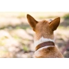 Windsoredge Brown Leather Dog Lead