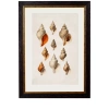 Conch Shells - 50cm x 70cm