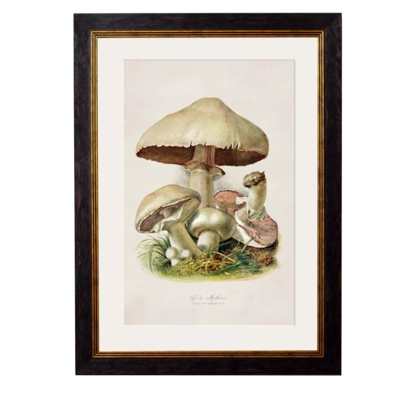 Field Mushroom - 38cm x 50cm