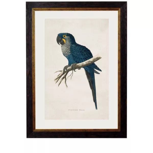 Blue & Yellow Macaw - 50cm x 70cm
