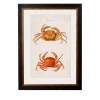 Crabs - 38cm x 50cm