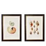 Conch Shells - 50cm x 70cm