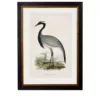 Black Stork - 50cm x 70cm