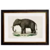 Elephant Left Facing - 38cm x 50cm