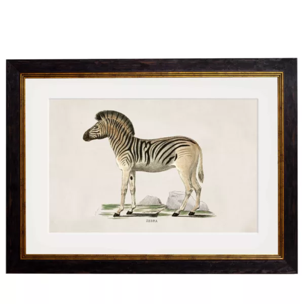 Zebra Framed Art