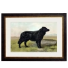 Black Labrador - 38cm x 50cm