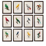 Parrots Collection Framed Art