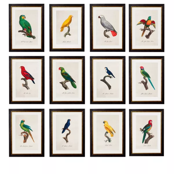 Parrots Collection Framed Art