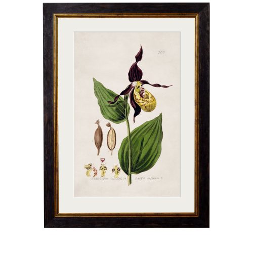 Lady's Slipper - 38cm x 50cm