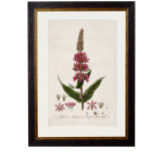 Loosestrife - 38cm x 50cm