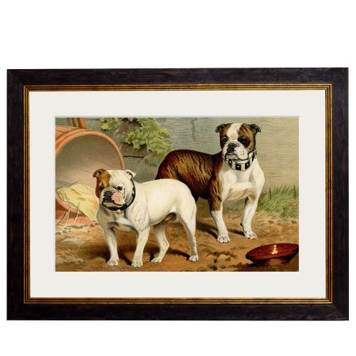Bulldogs - 38cm x 50cm