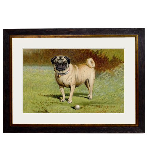 Pug - 38cm x 50cm