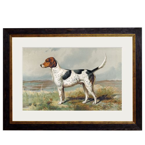 Foxhound - 38cm x 50cm