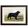 Black Labrador Framed Art Print