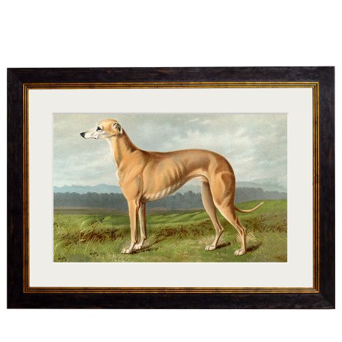 Greyhound Framed Art Print Dog Art