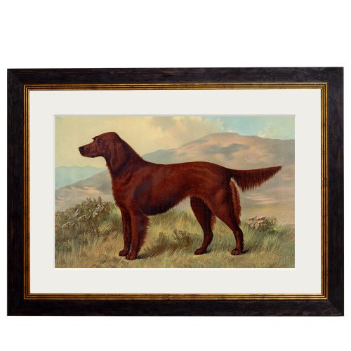 Irish Setter Framed Art Print