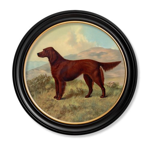 Irish Setter Framed Art Print In Round Frame
