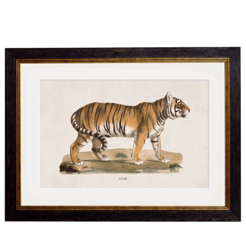Tiger Framed Art Print
