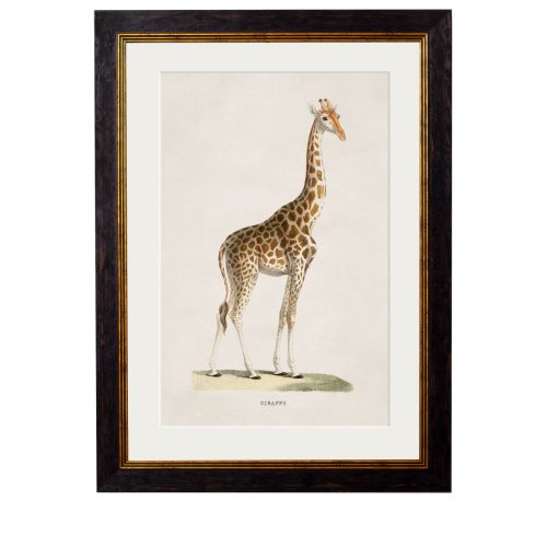 Giraffe Framed Art