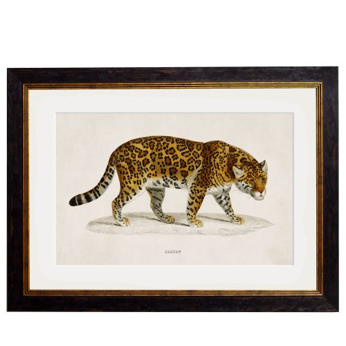 Jaguar Framed Art Print