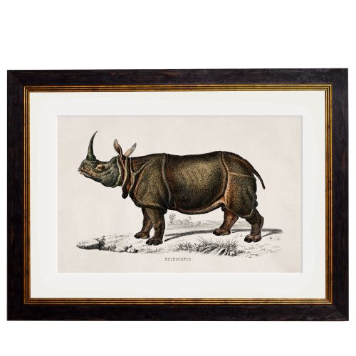 Rhino Framed Art Print