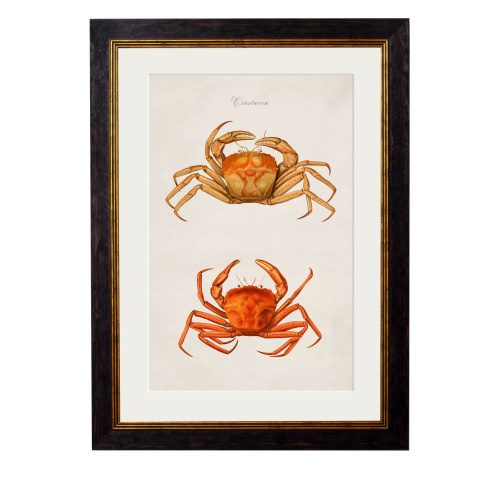 Crabs Framed Art Print