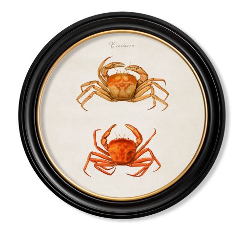 Crabs Framed Art Print In Round Frame