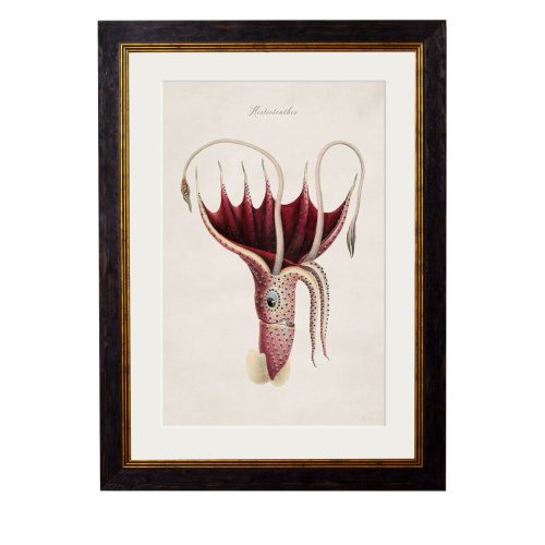 Squid Framed Art Print