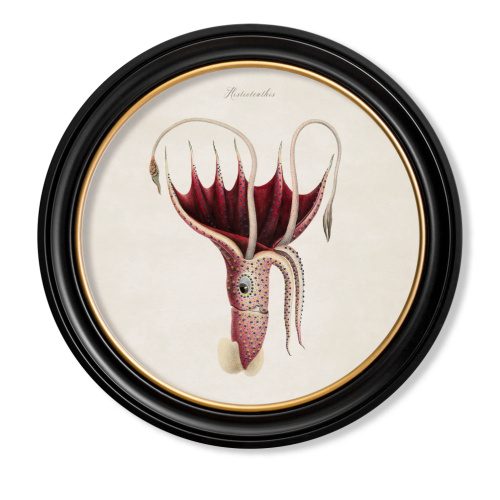 Squid Framed Art Print In Round Frame