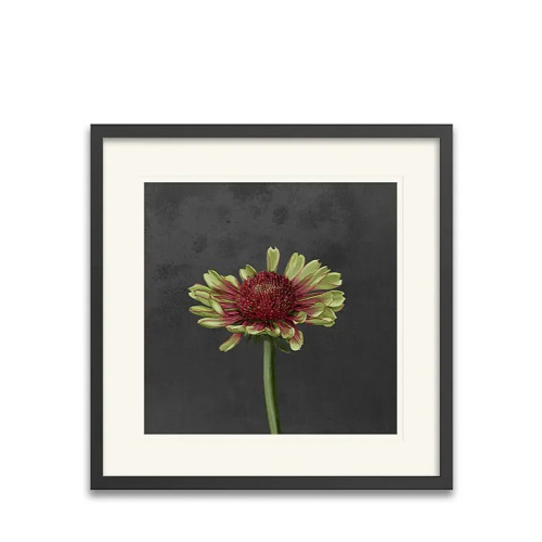 Echinacea Framed Art Print