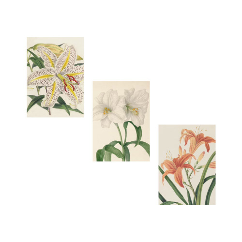 Botanical Garden Lillies Notecards Set Of 8