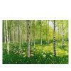 Silver Birch Print Limited Edition Print