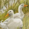 Aylesbury Ducks Art Print Framed Limited Edition