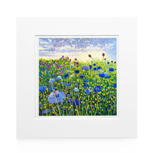 Cornflower Art Print